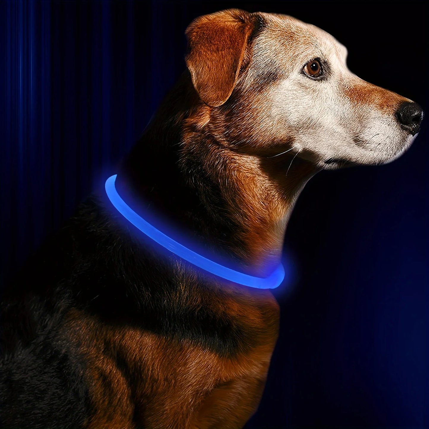 USB Dog Necklace Collar